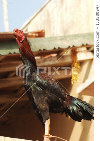 Hens at rural House India 133580947