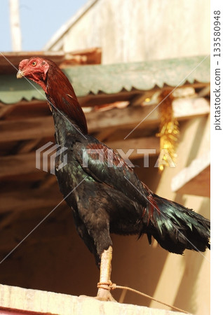 Hens at rural House India Hens at rural House India 133580948