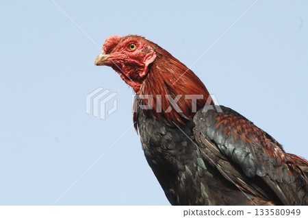 Hen at rural House Hen at rural House 133580949