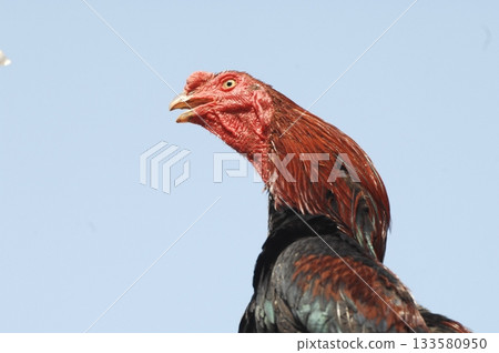 Hen at rural House Hen at rural House 133580950