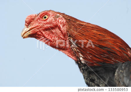 Hen at rural House 133580953