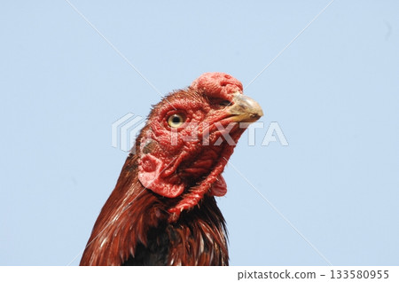 Hen at rural House 133580955