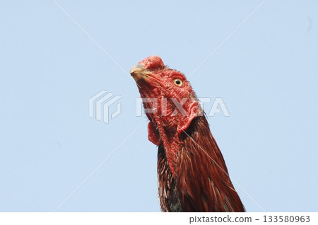 Hen at rural House 133580963