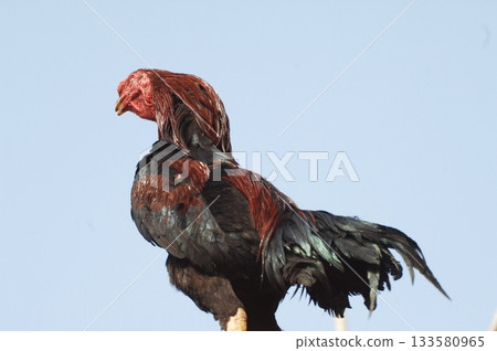 Hen at rural House Hen at rural House 133580965