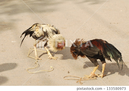 Hen at rural House 133580973