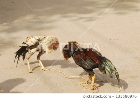 Hen at rural House 133580976