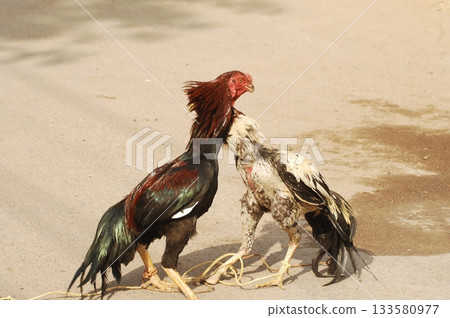 Hen at rural House 133580977