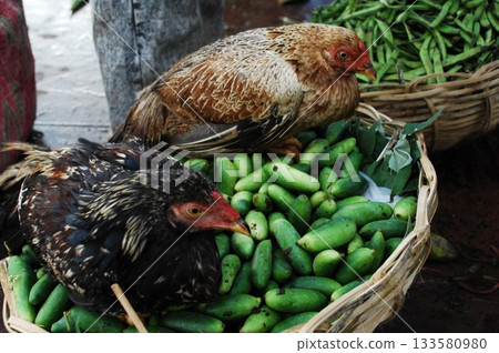 Hen at rural House 133580980