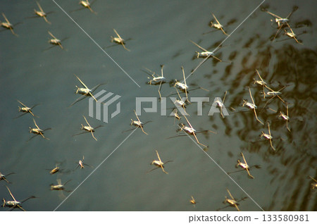 Insect Flys on a water Insect Flys on a water 133580981