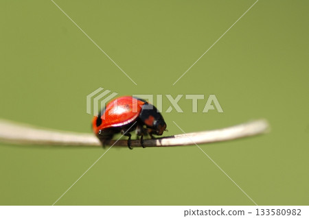 Insect Fly on a Plant 133580982