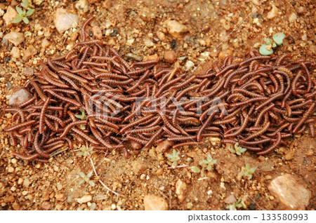 Millipedes On a Ground 133580993