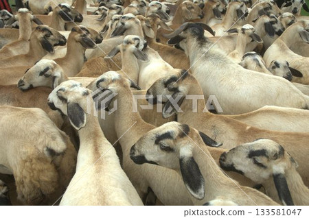 Goats at fields Kerala Goats at fields Kerala 133581047