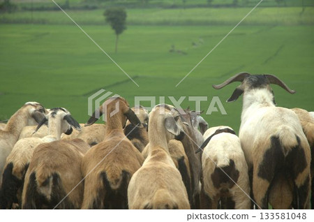 Goats at fields Kerala Goats at fields Kerala 133581048