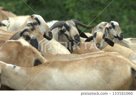 Goats at fields Kerala Goats at fields Kerala 133581060