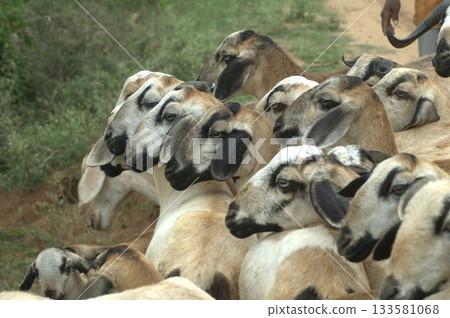 Goats at fields Kerala Goats at fields Kerala 133581068