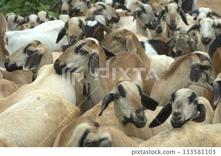 Goats at fields Kerala Goats at fields Kerala 133581103