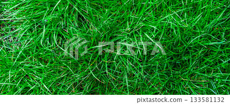 Green grass texture. Field of green grass, a lawn in spring. Background of color grass. Closeup of a freshly mowed lawn, park. Sports turf surface. Backdrop of pasture close up. Nature Wallpaper. Green grass texture. Field of green grass, a lawn in spring. Background of color grass. Closeup of a freshly mowed lawn, park. Sports turf surface. Backdrop of pasture close up. Nature Wallpaper. 133581132