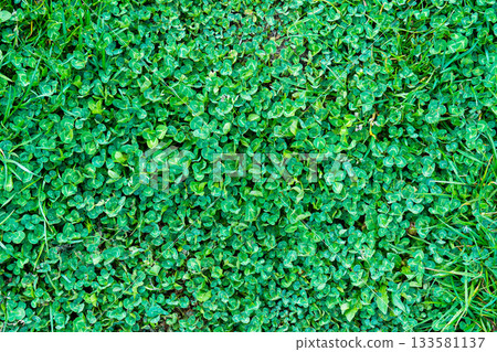 Green grass texture. Field of green grass, a lawn in spring. Background of color grass. Closeup of a freshly mowed lawn, park. Sports turf surface. Backdrop of pasture close up. Nature Wallpaper. Green grass texture. Field of green grass, a lawn in spring. Background of color grass. Closeup of a freshly mowed lawn, park. Sports turf surface. Backdrop of pasture close up. Nature Wallpaper. 133581137