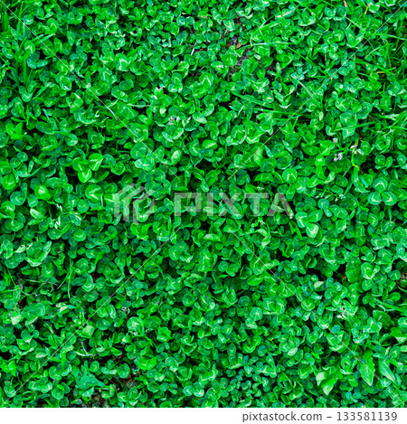 Green grass texture. Field of green grass, a lawn in spring. Background of color grass. Closeup of a freshly mowed lawn, park. Sports turf surface. Backdrop of pasture close up. Nature Wallpaper. 133581139