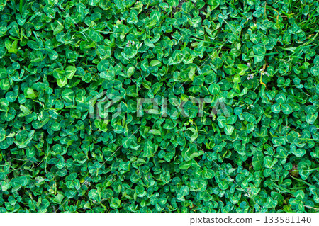 Green grass texture. Field of green grass, a lawn in spring. Background of color grass. Closeup of a freshly mowed lawn, park. Sports turf surface. Backdrop of pasture close up. Nature Wallpaper. 133581140