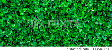 Green grass texture. Field of green grass, a lawn in spring. Background of color grass. Closeup of a freshly mowed lawn, park. Sports turf surface. Backdrop of pasture close up. Nature Wallpaper. 133581141