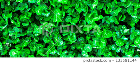 Green grass texture. Field of green grass, a lawn in spring. Background of color grass. Closeup of a freshly mowed lawn, park. Sports turf surface. Backdrop of pasture close up. Nature Wallpaper. Green grass texture. Field of green grass, a lawn in spring. Background of color grass. Closeup of a freshly mowed lawn, park. Sports turf surface. Backdrop of pasture close up. Nature Wallpaper. 133581144