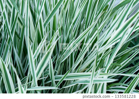 Green grass texture. Field of green grass, a lawn in spring. Background of color grass. Closeup of a freshly mowed lawn, park. Sports turf surface. Backdrop of pasture close up. Nature Wallpaper. Green grass texture. Field of green grass, a lawn in spring. Background of color grass. Closeup of a freshly mowed lawn, park. Sports turf surface. Backdrop of pasture close up. Nature Wallpaper. 133581228