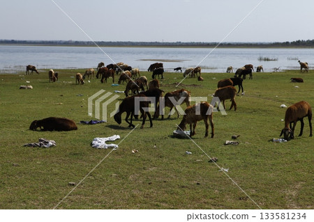 Goats at fields Kerala Goats at fields Kerala 133581234