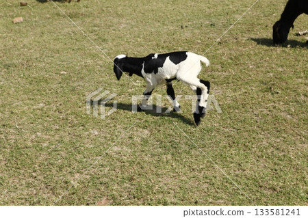 Goats at fields Kerala Goats at fields Kerala 133581241