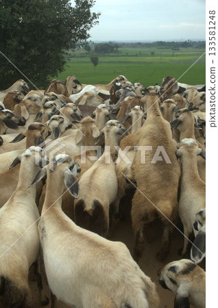 Goats at fields Kerala 133581248