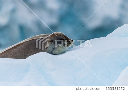 Close-up of a Weddell seal 133581252