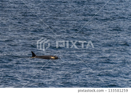 Killer whales in the Antarctic 133581259