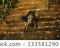 Goat at a Temple India 133581290