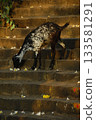 Goat at a Temple India 133581291