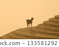 Goat at a Temple India 133581292