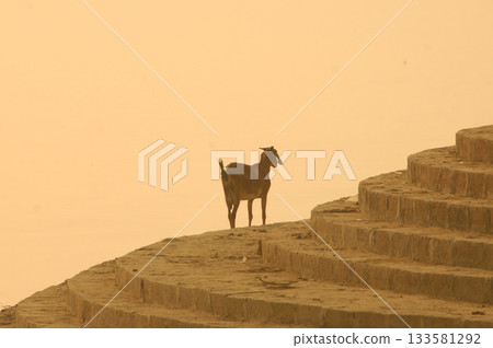 Goat at a Temple India 133581292