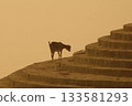 Goat at a Temple India 133581293