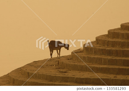 Goat at a Temple India 133581293