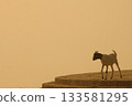 Goat at a Temple India 133581295