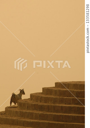 Goat at a Temple India 133581298