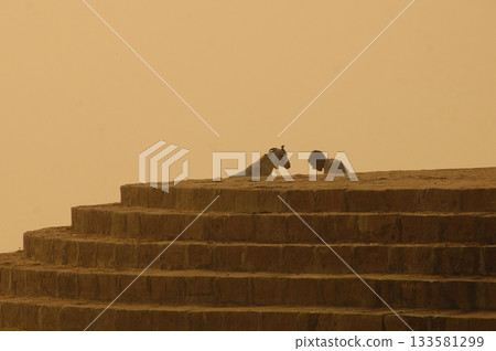 Goat at a Temple India Goat at a Temple India 133581299