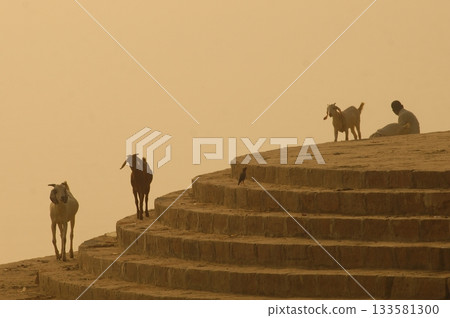 Goat at a Temple India Goat at a Temple India 133581300