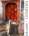 Goat at a Temple India 133581301