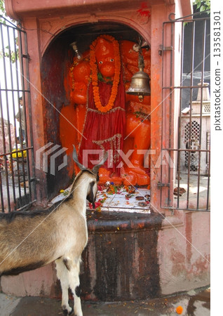 Goat at a Temple India Goat at a Temple India 133581301