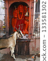 Goat at a Temple India 133581302