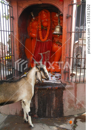 Goat at a Temple India 133581302