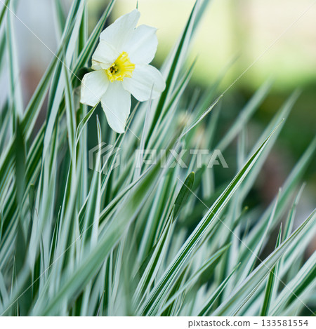 Green grass texture. Field of green grass, a lawn in spring. Background of color grass. Closeup of a freshly mowed lawn, park. Sports turf surface. Backdrop of pasture close up. Nature Wallpaper. 133581554