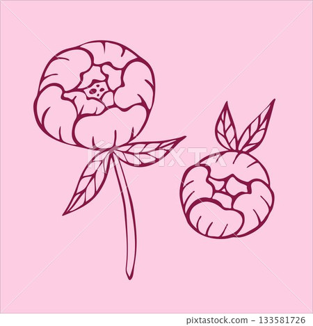 Charming doodle-style pink peony flowers, beautifully illustrated on a gentle light pink background. 133581726