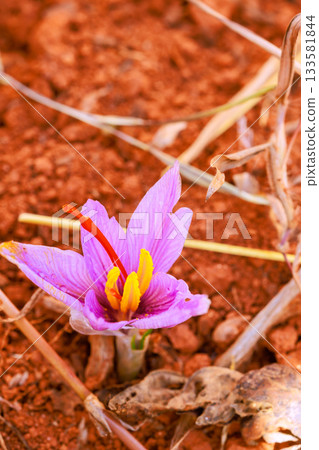Striking purple saffron flower stands out, thriving in dry earth, surrounded by brown dirt 133581844