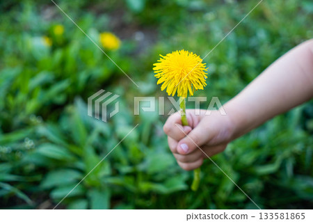 Hand holding a dandellion flower. Dandellion closeup 133581865